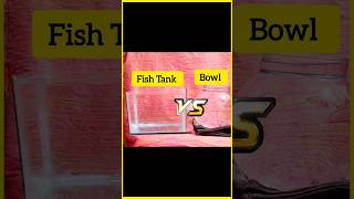 Fish Tank Vs Bowl 😍 aquarium fishtank mollyfish petsvlog bowl tranding shorts [upl. by Fredella]