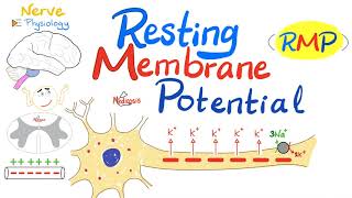 Resting Membrane Potential RMP  Nerve Physiology [upl. by Eeram]