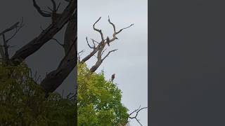 Red kites territory shorts redkite nature birds birdsofprey wildlife shortsviral natura uk [upl. by Arrik]