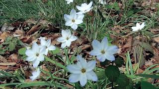 ハナニラIpheion uniflorum 05240411ガイコツ山航空公園 [upl. by Animrac]