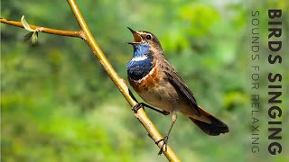 Beautiful Birdsong  Relaxing Birds Singing Best Bird Songs for Mind Healing Meditation Sleep [upl. by Nraa]