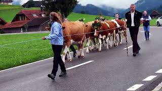 Rufeli Alpabfahrt der Familie Haldimann [upl. by Kneeland]