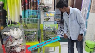 60 New Parrots Come To Our Exotic Birds Aviary [upl. by Mandych]