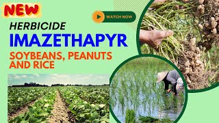 Imazethapyr Effective Herbicide for Weed Control in Legumes soyabean rice newherbicide [upl. by Mad917]