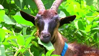 Goats on this NC farm are helping control the invasive Kudzu weed [upl. by Denman207]