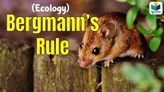 Bergmanns Rule  CSIR NET ECOLOGY [upl. by Srevart530]