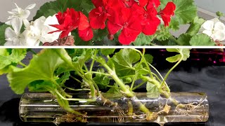 Geranium Propagation New And Effective Method [upl. by Davy27]