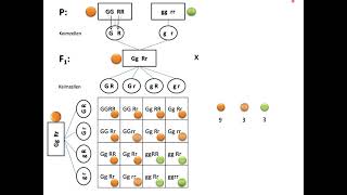 Aufstellen von Kreuzungsschemata  Mendel Teil 3 Dihybride Erbgänge [upl. by Teuton]