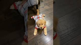 puppy ki Masti trendingshorts animals [upl. by Yltnerb]