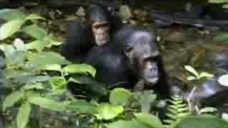 Complex Mating Rituals of Chimpanzees in the Jungle  BBC Studios [upl. by Negriv]