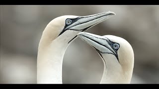 Gannet life in Newfoundland Canada [upl. by Anwahsad808]