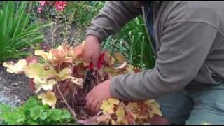 Taming Leggy Heucheras [upl. by Ahseinet]