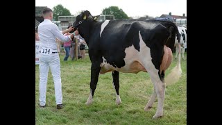 Ayr Show 2024 Holstein Heifer inMilk Class1st Hydaways Sidekick Pamela M Bryson [upl. by Kurtz]