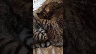 GATTI DIVERTENTI FUNNY CATS [upl. by Tneciv]