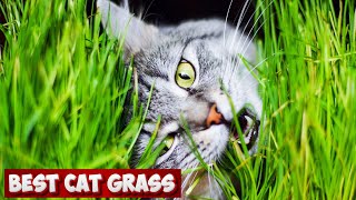 Greens for Kitties Unveiling the Best Cat Grass for Digestive Health and Feline Enrichment [upl. by Mandych338]