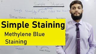 Simple Staining for Bacteria  Methylene Blue Staining for Bacteria [upl. by Flavio]