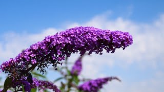 Sommerflieder Buddleja davidii [upl. by Ambrosio]