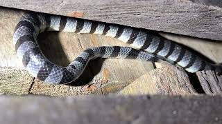 Captain Bartolo under my Bungalow 2 friendly but very venomous Sea Snakes🐍❤️ [upl. by Pavel]