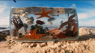 Making A Tide Pool Aquarium [upl. by Hsina]