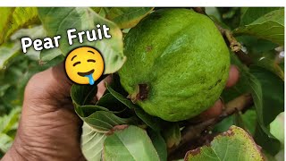 Pear Farming । Nashpati ki kheti  Nashpati farming  Pear Fruit  Pear Faming Income  नाशपाती खेती [upl. by Errol542]