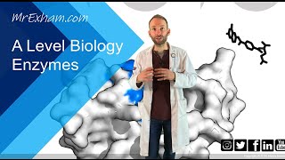 Enzymes Part 1  Structure function and rates  A Level Biology [upl. by Garibull357]