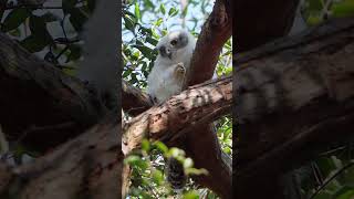 Adorable Owl Chick Preens and Nearly Falls from Tree owl birds birdwatchworld [upl. by Eilojne]