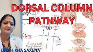 Dorsal column pathway medial lemniscus pathway Gall and Burdach pathway [upl. by Afrika]