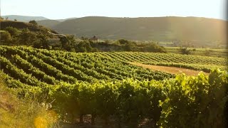 Présentation Vignerons Ardéchois [upl. by Deerdre]