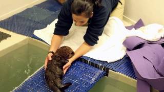 Sea Otter Pup 681 Arrives at Shedd Aquarium and Meets Her New Human Friends [upl. by Leahpar]