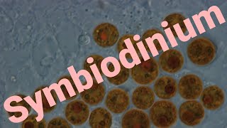 What are Symbiodinium How does coral bleaching effect them [upl. by Fredia]