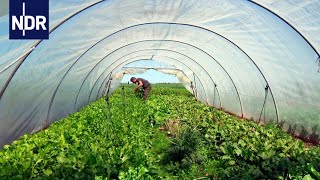 Regionale Landwirtschaft Wenn Essen wieder was wert ist  die nordstory  NDR Doku [upl. by Ashjian]