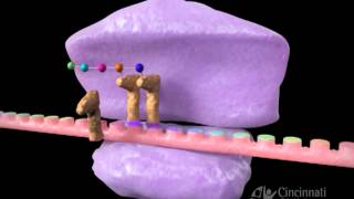 Inhibitors of protein synthesis [upl. by Aynatahs]