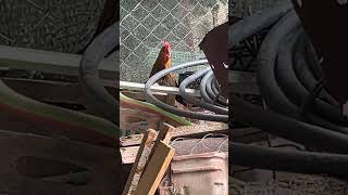 Chicken’s egg laying song egg chicken chickens [upl. by Llenrev]