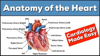 Cardiac Cycle and Conduction System of Heart Physiology Animation [upl. by Yekcir]