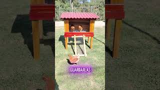 Gallinero para 2 Gallinas [upl. by Talich]