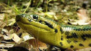 ANACONDA ATTACKS fishing boy in water  Ataque de anaconda  fun made movie [upl. by Orag865]