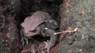 🐝 Giant Japanese Forest Toad  Species Bufo japonicus  Real Japan Monsters [upl. by Asillem]