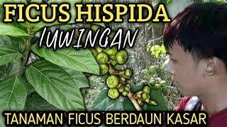 FICUS HISPIDA  si luwingan disekitar kita [upl. by Froemming]