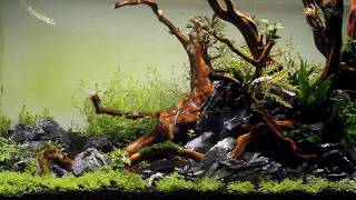 AQUASCAPE Maintenance TUTORIAL STEP BY STEP ADA 90P  quotdream come truequot  Nature Aquarium [upl. by Scotney323]