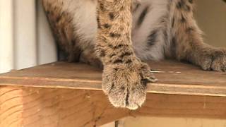 Declawing Cats [upl. by Elsilrac]