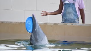 Rudolph Frisbee Spinning  Clearwater Marine Aquarium  May 26 2023 [upl. by Enael]