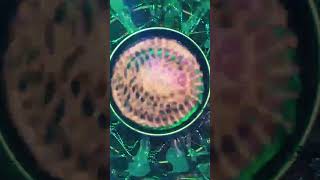 Watercolor Cymatics 803E cymatics [upl. by Neehsuan]