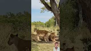 lionने क्या आदमी पे हमला wildlife amazingfacts motivation infofactnews plzdosuporrtmychanl [upl. by Attevroc]