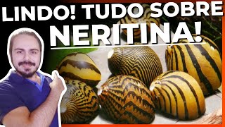 🔴ESSE CARAMUJO VAI ACABAR COM AS ALGAS DO AQUÁRIO NERITINA TUDO SOBRE Mr Betta [upl. by Semreh96]