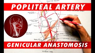 The Popliteal Artery branches amp genicular anastomosis [upl. by Dray]