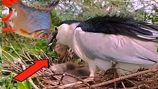 Hockey mother releases fish from mouth for both babies to eatbirds baby [upl. by Polivy932]