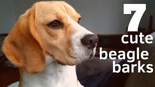 7 Cute Beagle Barks [upl. by Plume]