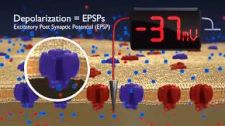 Hyperpolarization and depolarisation  neurone membrane  BioPsychology [upl. by Irabaj]