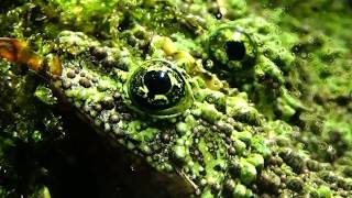 Лишаистый веслоног  Theloderma corticale  Vietnamese Mossy Frog [upl. by Soren598]