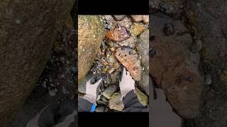 Flipping Rocks For Crabs  Good Harvest Part 2 [upl. by Artinad]